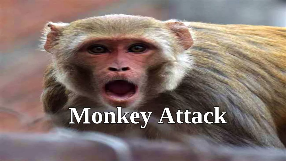 30_07_2022-monkey_attack_in_bareilly_22939788.webp