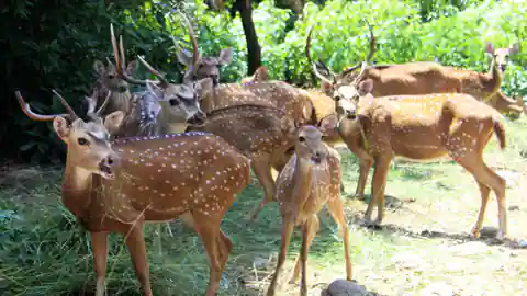 deer_in_kuno_national_park_1663737842.webp