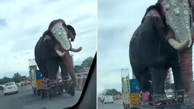 elephant-tata-ace-transporting4-1662205913.jpg