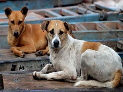 stray-dogs_202209881313 (1).jpg