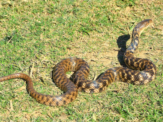 checkered-keelback-94874158.png