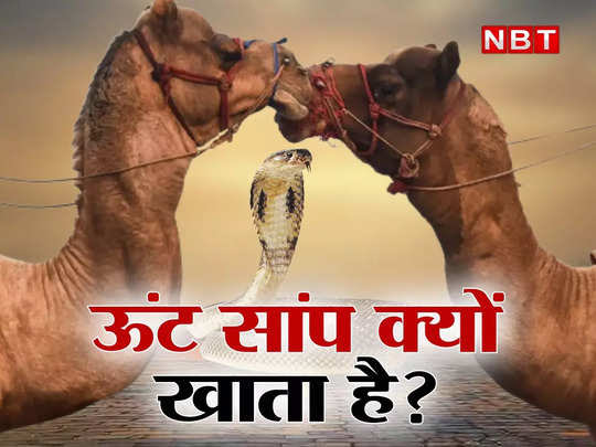 jungle-news-why-camel-eat-live-snake-in-hindi-94808155.jpg