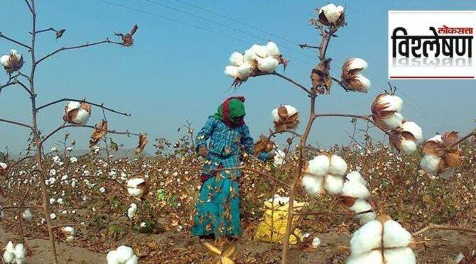 vishleshan-cotton.jpg