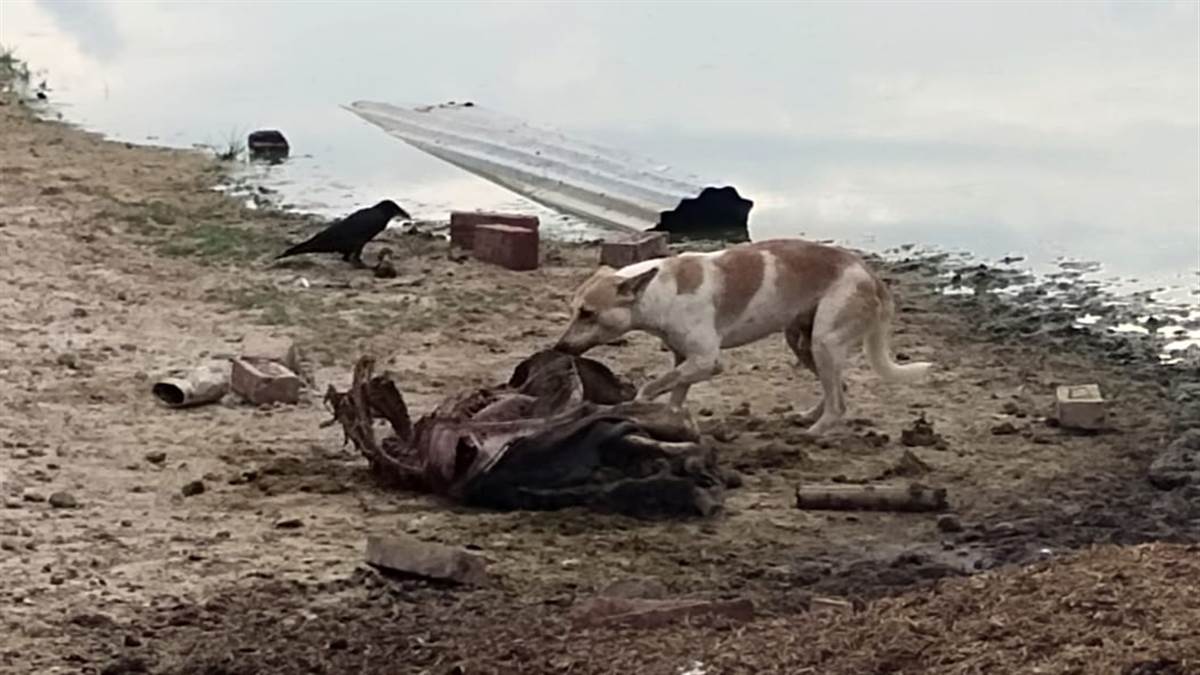 07_10_2022-rupchandpur_animal_shelter_center_23125109.jpg