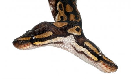 two-headed-snake-istock-1153072-1665593795.jpg