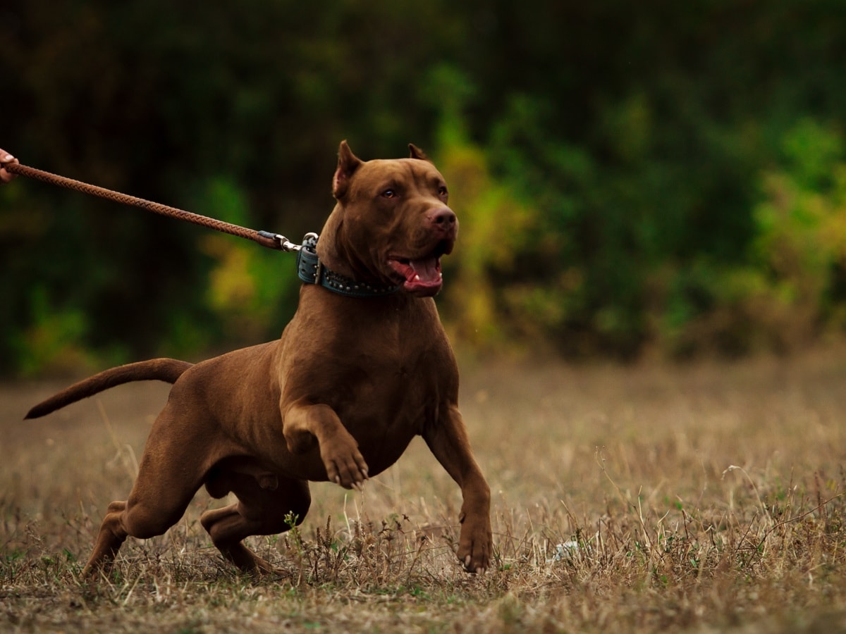 Dogs-Pitbull-201-1200-900-shutterstock-1.jpg