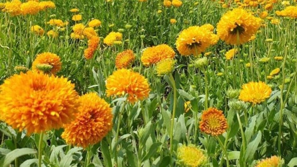 flower_farming_1587420403_749x421.jpeg