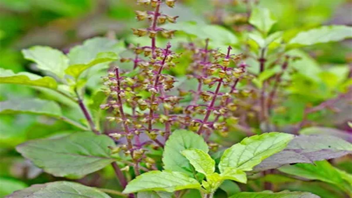 04_10_2022-tulsi_plant_vastu.jpg