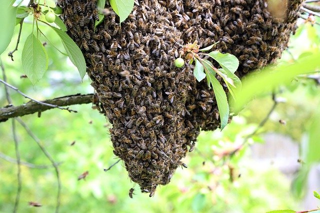 beeshivebeekeeperhoney.jpg