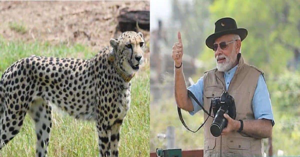 Project-Cheetah-PM-Modi-166340327016x9 (1).jpg